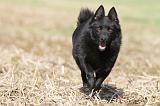 SCHIPPERKE 471